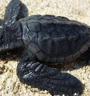 a small black turtle laying on the sand