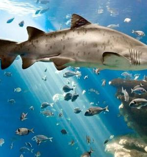 一条鲨鱼在鱼缸里和鱼一起游泳