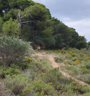 ein Feldweg mit Büschen und Bäumen