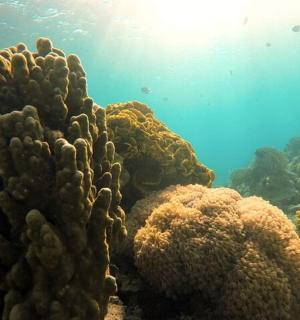 海底的一组珊瑚