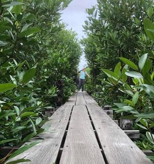 一个人走在穿过森林的木路上