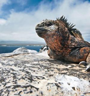 一只蜥蜴坐在水边的岩石上