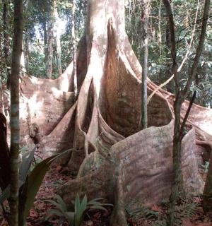 a large tree in the middle of a forest