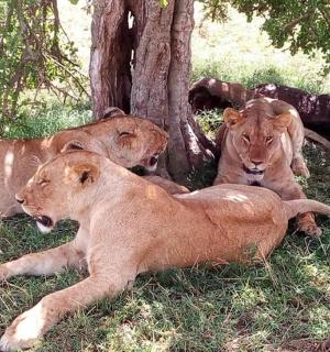 三只狮子躺在树下的草地上