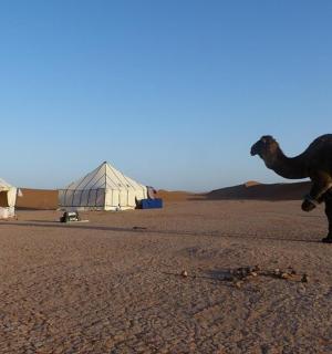 velbloud stojící uprostřed pouště