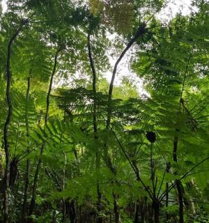 一片长满茂盛绿树的森林