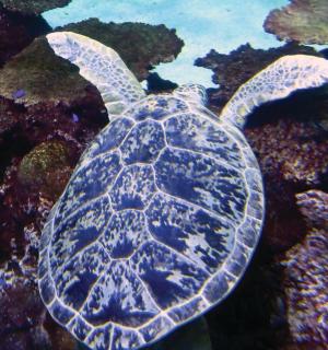 一只绿海龟在海里游泳