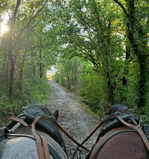 a person riding a horse drawn carriage down a dirt road