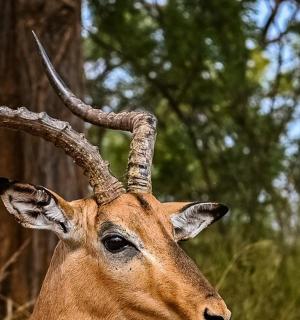 一只长着角的瞪羚站在树林里