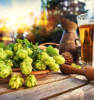 桌上有一束啤酒花和一杯啤酒