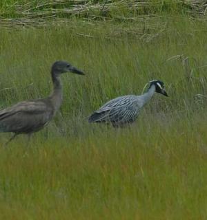 two birds walking in a field of grass