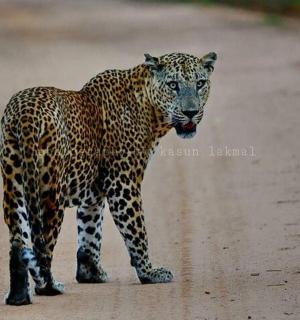a leopard standing on a dirt road