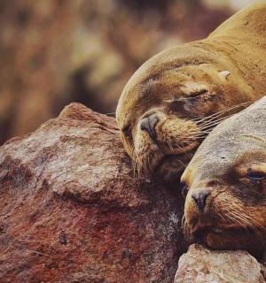 一只海豹在岩石顶上睡觉