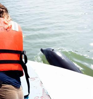 一名身穿救生衣的女子正在观察海豚