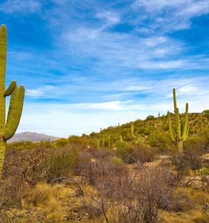 Dva kaktusy v poušti s modrou oblohou