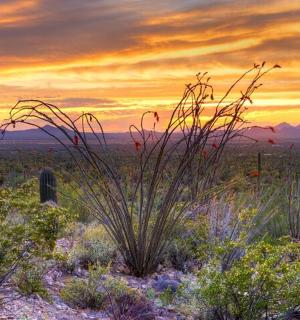 沙漠中的一片植物田野和日落