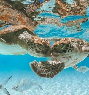 a green sea turtle swimming in the water with fish