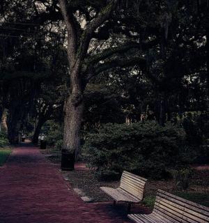 a park with two park benches and a tree