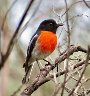 a bird perched on top of a tree branch