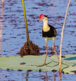 a bird with a red hat standing in the water