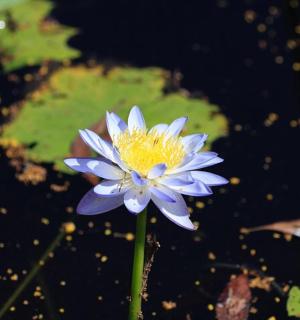 a blue and yellow flower in front of some water