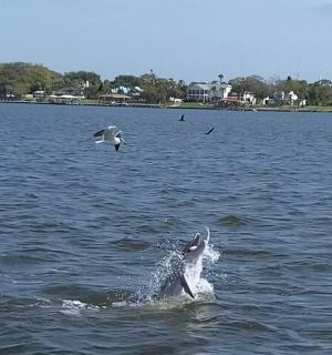 一只海豚跃出水面