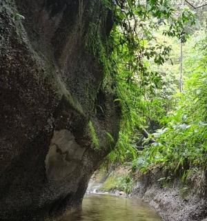 a rock wall next to a river in a forest