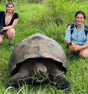 两个人跪在草丛中的一只乌龟旁边