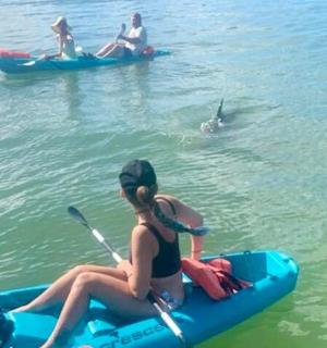 一名女子坐在水中的皮划艇上,旁边还有一只海豚