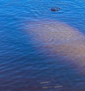 一只河马在水中游泳