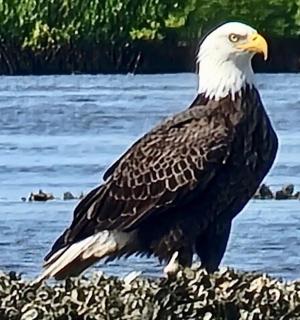 一只白头鹰站在水岸边