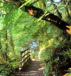 cesta v lese s dřevěným plotem