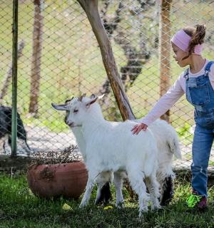 Mladá dívka hladí ovečku v zoo