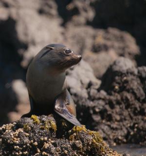 a seal sitting on top of a rock