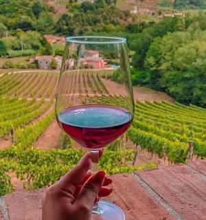 osoba držící sklenici vína před vinicí