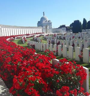 墓地里的一排红花