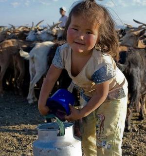 a little girl standing in front of a herd of cows