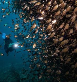 a person taking a picture of a school of fish
