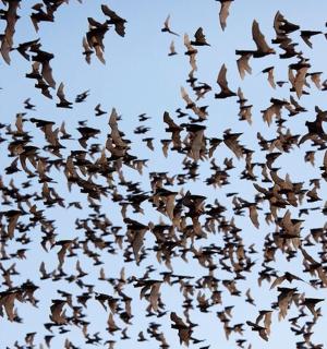 a flock of birds flying in the sky