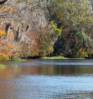 背景为树木的水域