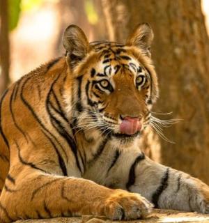 一只老虎躺在岩石上,伸出舌头