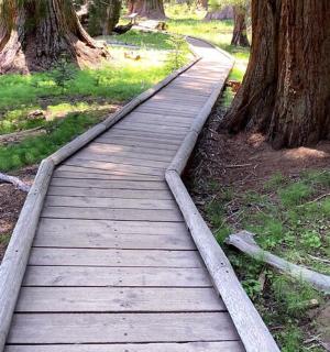 a wooden path through a forest with trees