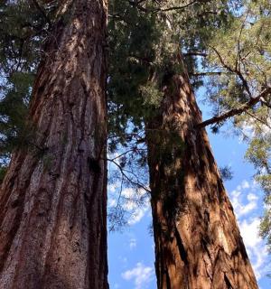 two tall trees standing next to each other