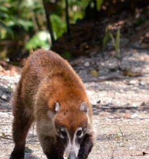 a brown bear walking on the ground