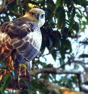 a bird perched on top of a tree branch