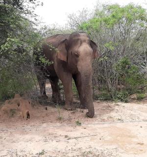 an elephant standing on top of a dirt field