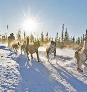a group of dogs running in the snow
