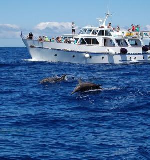 两只海豚在船附近的水中游泳