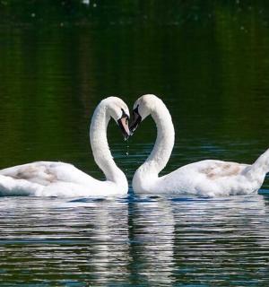 两只白天鹅在水中形成心形