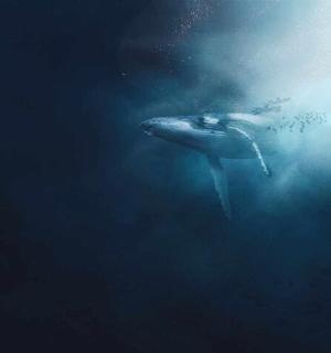 a whale shark swimming in the water